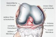 Anatomie Kniegelenk