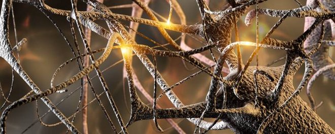 Neuronale Verschaltung im Gehirn