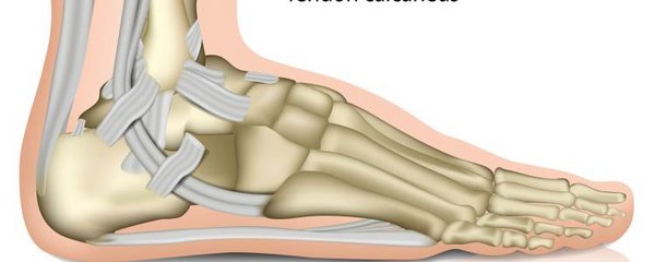 Anatomie des Fußes