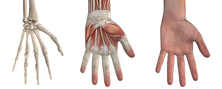 Anatomie der Hand